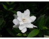 Gardenia